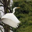 Grande Aigrette