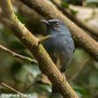 Description d’une nouvelle espèce d’oiseau dans les Ghats occidentaux (Inde)