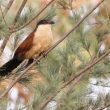 Coucal du Sénégal