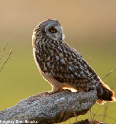 12ème Nuit de la Chouette