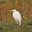 Grande Aigrette