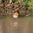 Rougegorge familier sur la glace