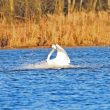 Fin d’amerissage pour un Cygne tuberculé