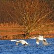 Cygne tuberculé en vol