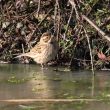 Bruant des roseaux sur la glace