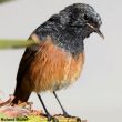 Identifier le mâle de la sous-espèce phoenicuroides du Rougequeue noir