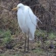 Grande Aigrette