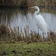 Grande Aigrette