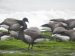 Bernache cravant du Pacifique | Branta bernicla nigricans |  Black-bellied Brant Goose