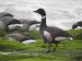 Bernache cravant du Pacifique | Branta bernicla nigricans |  Black-bellied Brant Goose