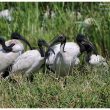 Ibis sacrés adules + immature