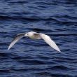 Goéland à ailes blanches de 1er ou 2ème hiver