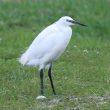 Aigrette garzette