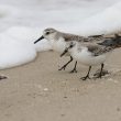 Bécasseau sanderling