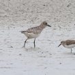 Pluvier argenté et Bécasseau variable