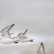 Bécasseaux sanderlings en vol