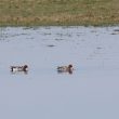 Canards siffeurs