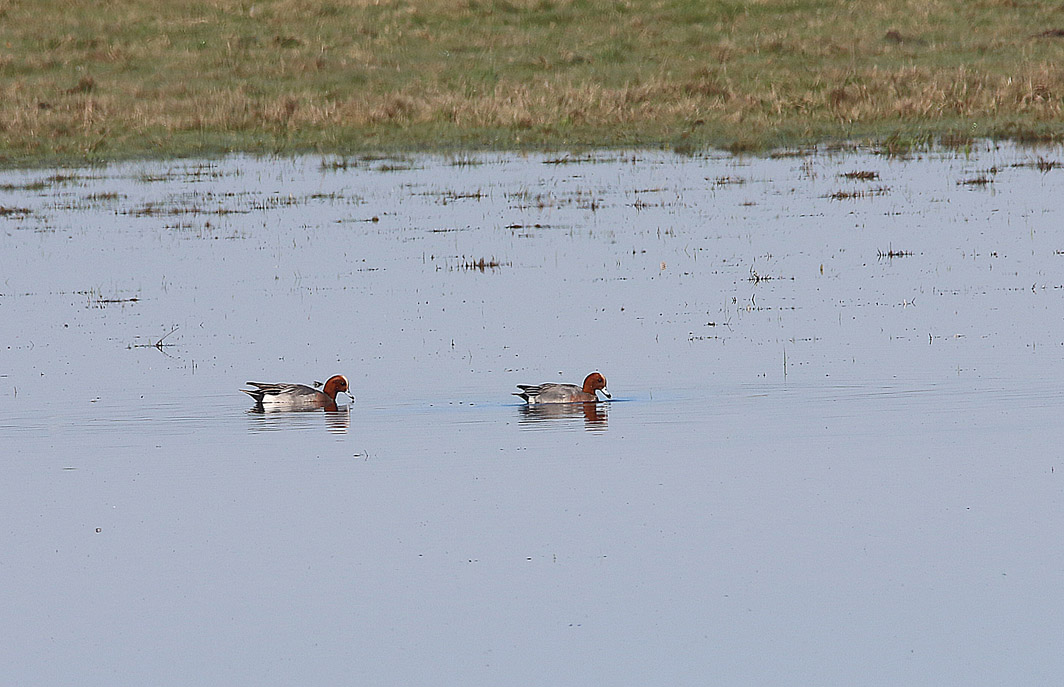 Canards siffeurs