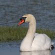 Cygne tuberculé