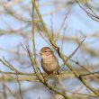 Moineau domestique femelle