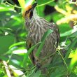 Singapour, un refuge inattendu pour le Bulbul à tête jaune