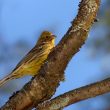 Bruant jaune à la mangeoire