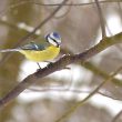 Mésange bleue à la mangeoire