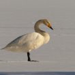 Cygne chanteur