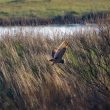 Hibou des marais en vol