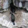 Cormorans huppés au cap Fréhel