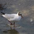 Mouette rieuse