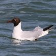 Mouette rieuse