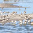 Pluviers argentés et Avocette élégante se reposant