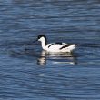 Avocette élégante