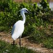 Aigrette garzette