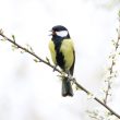 Mésange chardonnière