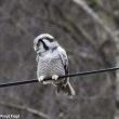 Plus de 10 000 Chouettes épervières dans le sud de la Norvège lors de l’invasion de l’automne 2016 !