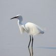 Aigrette garzette