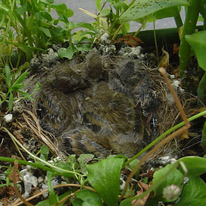 Identifier Les Nids Et Les Oeufs Des Oiseaux Des Villes Et