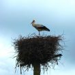 Cigogne blanche