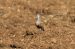 Pluvier guignard | Eudromias morinellus | Eurasian Dotterel