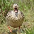 Une maman colvert se promène