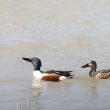 Couple de Canards souchets