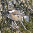 Pourquoi la Mésange lapone est-elle en déclin dans le sud de la Norvège ?