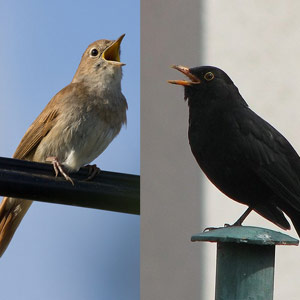 Lélection Du Meilleur Oiseau Chanteur De France