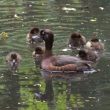 L’importance méconnue des mouettes dans la nidification des canards