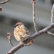 Moineau Friquet à Osaka