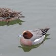 Couple de Canards siffleurs