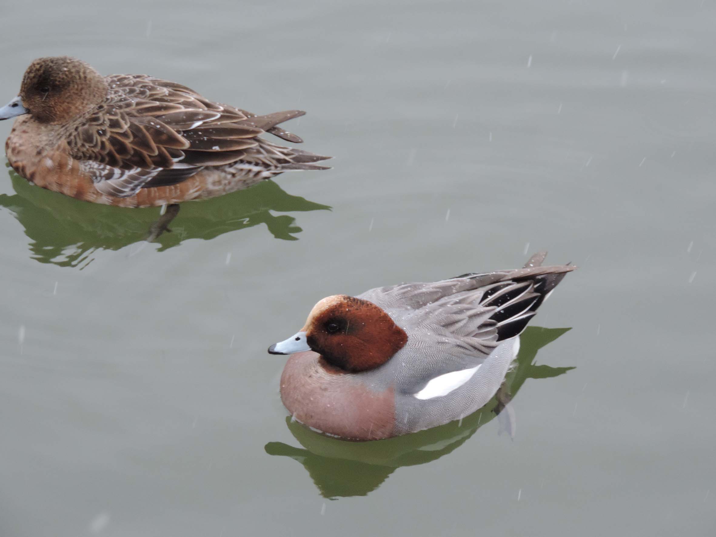 Couple de Canards siffleurs