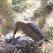 Un Pic des saguaros mange les cervelles de deux poussins de tourterelles